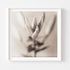 Lilium No.5 - Signed Edition Art Print